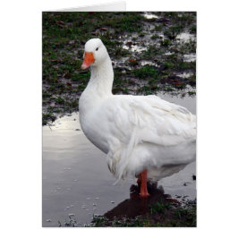 Sebbie i Puddle Hälsningskort