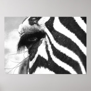 SEBRA 1 POSTER