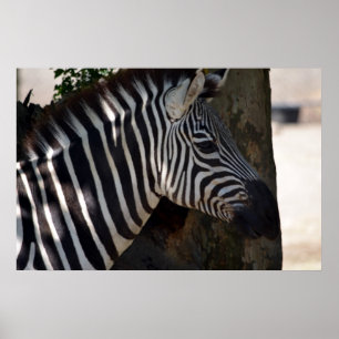 Sebra av afrikan poster
