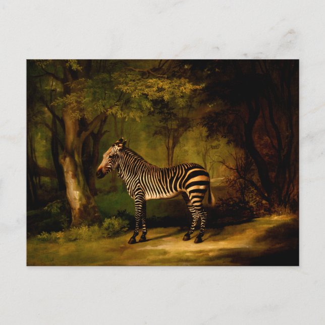 Sebra av George Stubbs (1763) Vykort (Framsida)