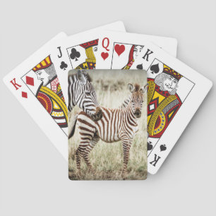 Sebra & baby som leker kort casinokort