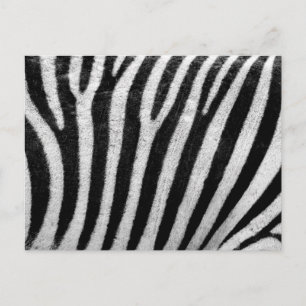 Sebra Black and White Stripe Skin Struktur Templat Vykort