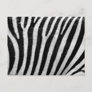 Sebra Black and White Stripe Skin Struktur Templat Vykort