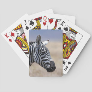 Sebra Casinokort