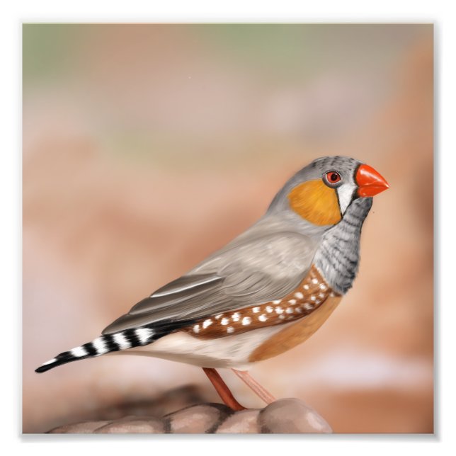 Sebra Finch Bird Natature Art Fototryck (Framsidan)