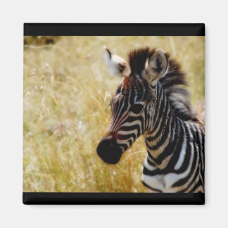 Sebra Foal-magneter för vilda djur (runda och kvad Magnet