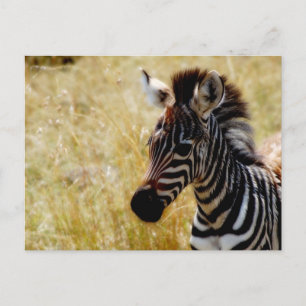 Sebra Foal-vykort för vilda djur Vykort