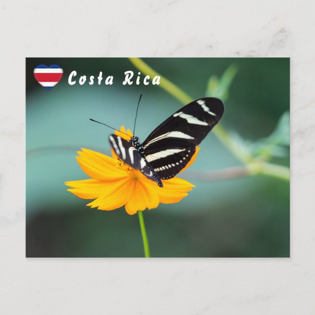 Sebra Longwing Fjäril - Costa Rica Vykort (Framsida)