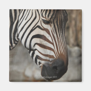 Sebra närbild magnet