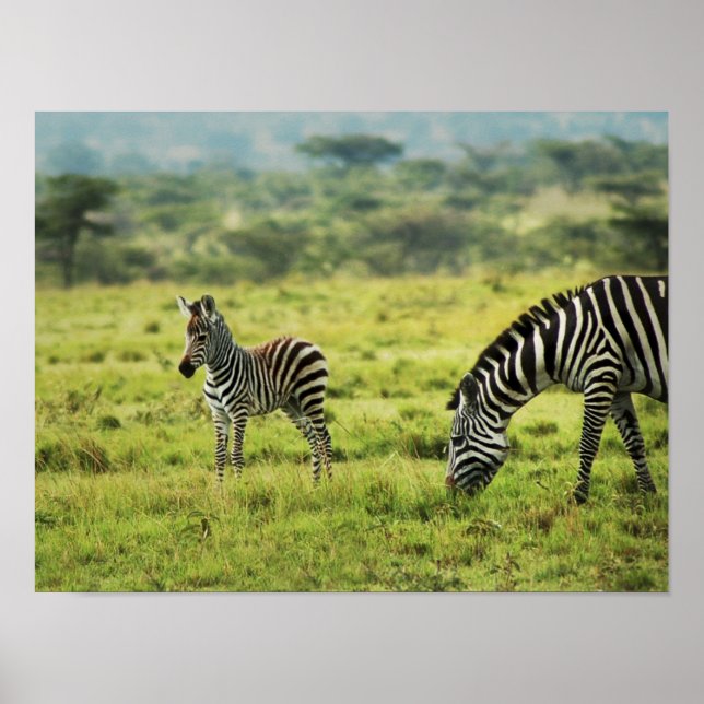 Sebra och zebrafos vilda djur poster (Framsidan)