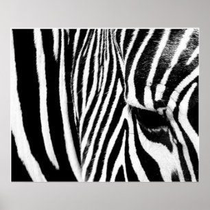 Sebra vid tdgallery poster