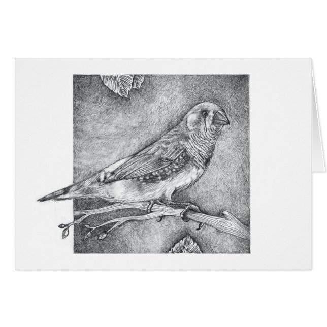 SebraFinch OBS Kort (Framsidan Horizontal)