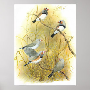 SebraFinchgrupp - Taeniopygia guttata Poster