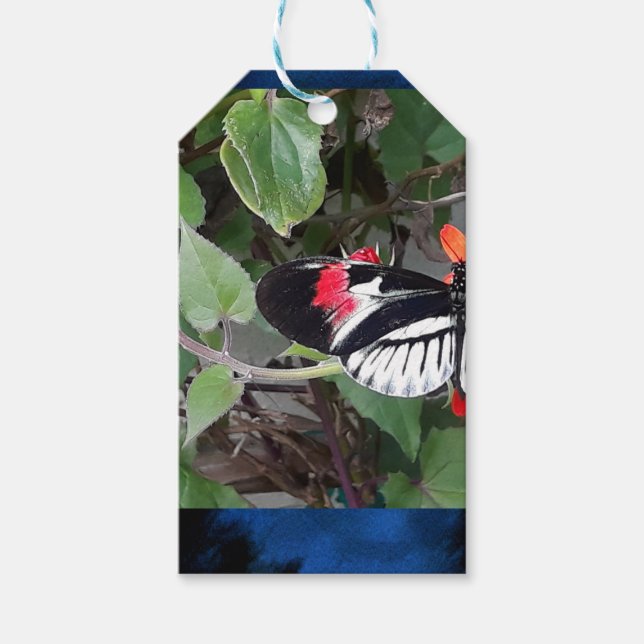 Sebrafjäril Presentetikett (Framsidan)