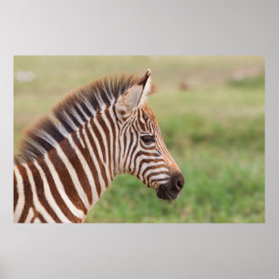 Sebrafö fo huvud, Tanzania Poster