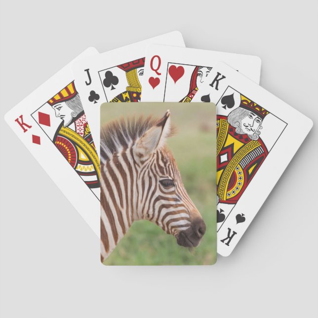 Sebrafö foal huvud, Tanzania Casinokort (Baksidan)