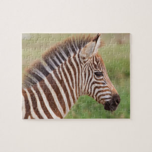 Sebrafö foal huvud, Tanzania Pussel