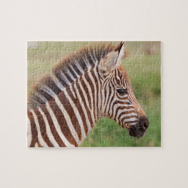 Sebrafö foal huvud, Tanzania Pussel (Horisontell)