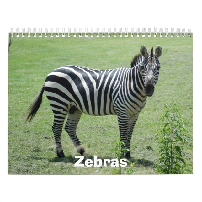 Sebrakalender, zebror kalender (Omslag)