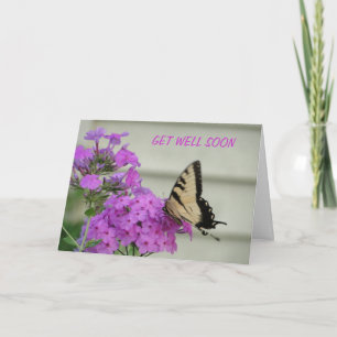 Sebran Swallowtail, får väl Kort
