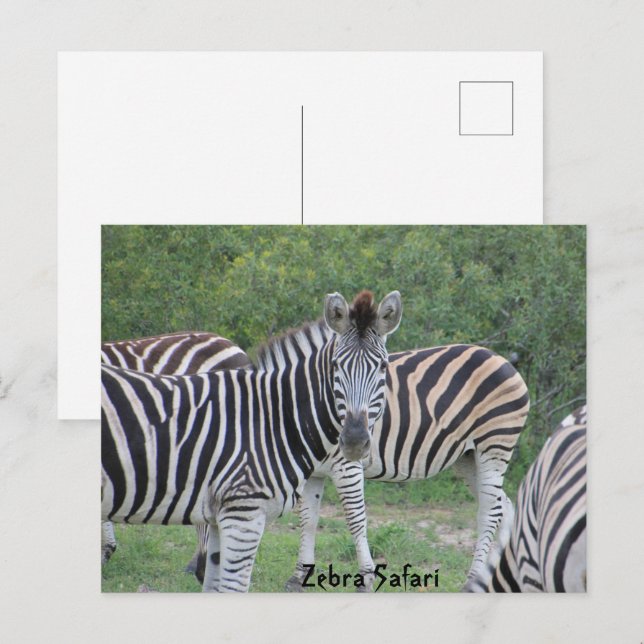Sebrasafari Afrika Vykort (Fram/baksida)