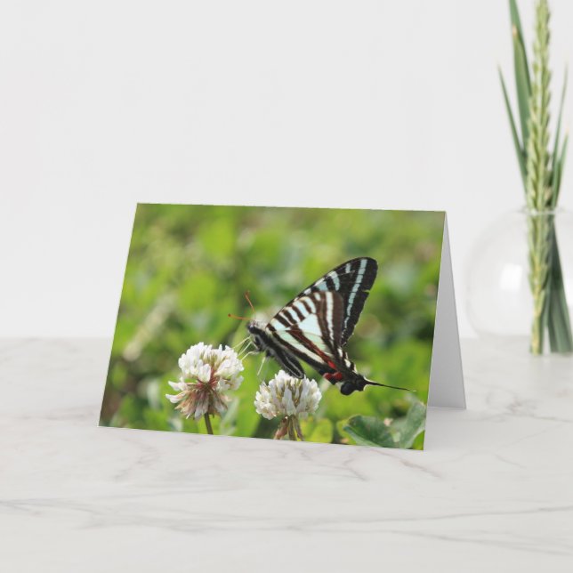 SebraSwallowtail fjäril Kort (Framsida)