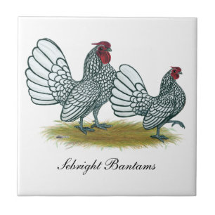 Sebright Bantams: Silver Kakelplatta