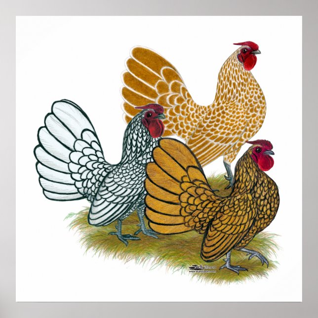 Sebright Tupp Assortment Poster (Framsidan)