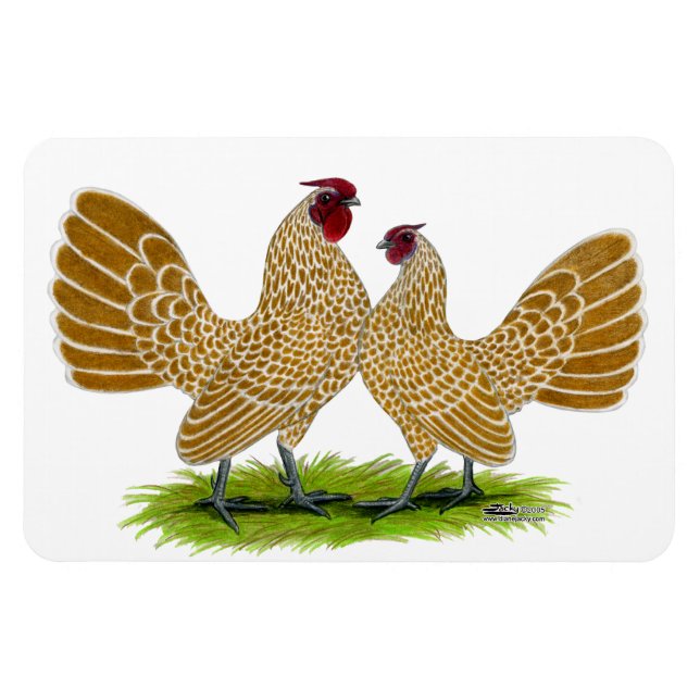 Sebrights Buff Laced Magnet (Horisontell)