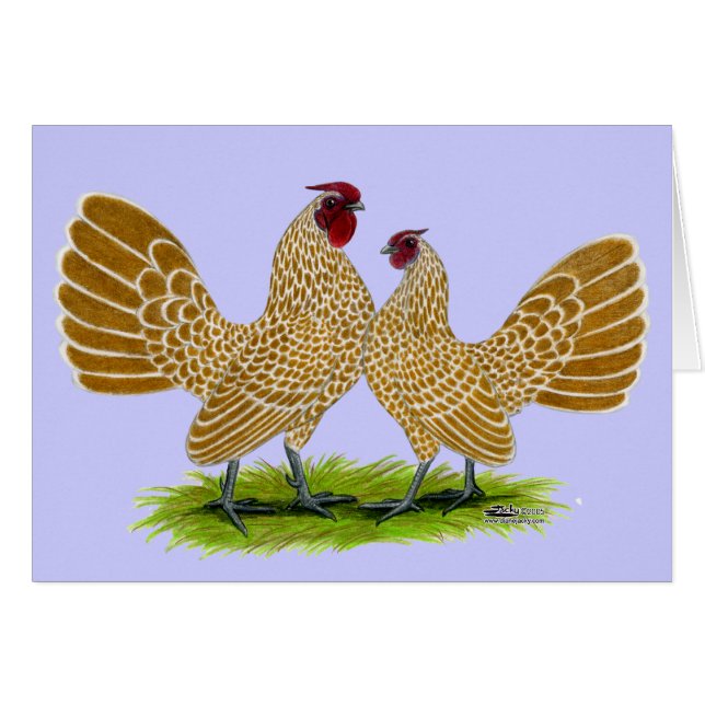 Sebrights Buff Laced OBS Kort (Framsidan Horizontal)