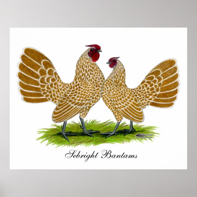 Sebrights Buff Laced Poster (Framsidan)