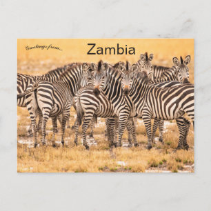 Sebror i Zambia vykort
