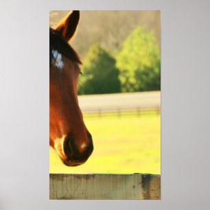 Secretariats underbara Grandaughter Poster