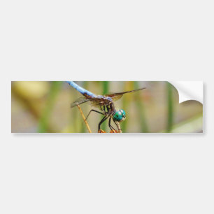 Sedge-gräs och Dragonfly Bildekal