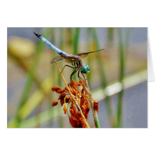 Sedge-gräs och Dragonfly Hälsningskort