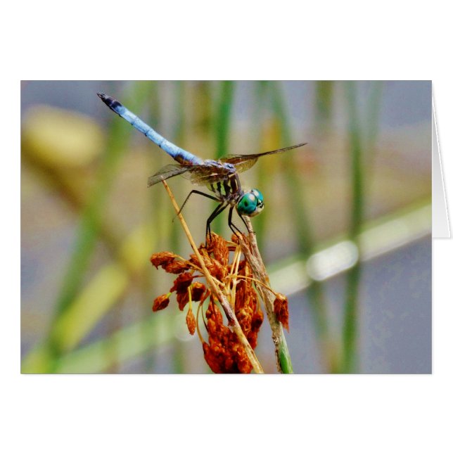 Sedge-gräs och Dragonfly Hälsningskort (Framsidan Horizontal)
