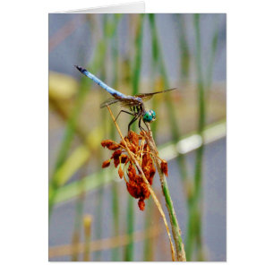 Sedge-gräs och Dragonfly Hälsningskort