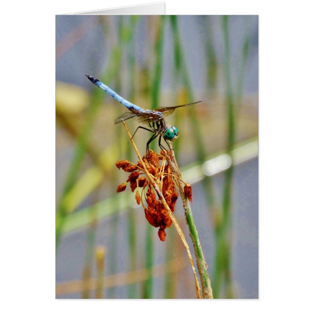 Sedge-gräs och Dragonfly Hälsningskort (Framsidan)