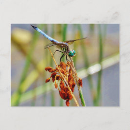 Sedge-gräs och Dragonfly Vykort