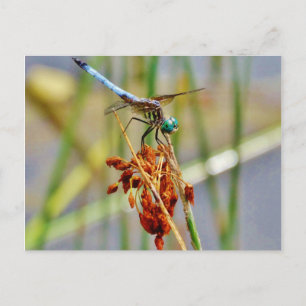 Sedge-gräs och Dragonfly Vykort