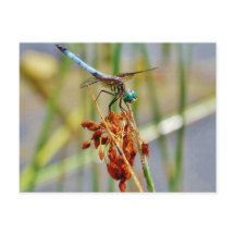 Sedge-gräs och Dragonfly
