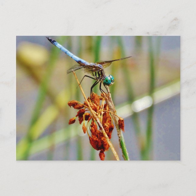 Sedge-gräs och Dragonfly Vykort (Framsida)