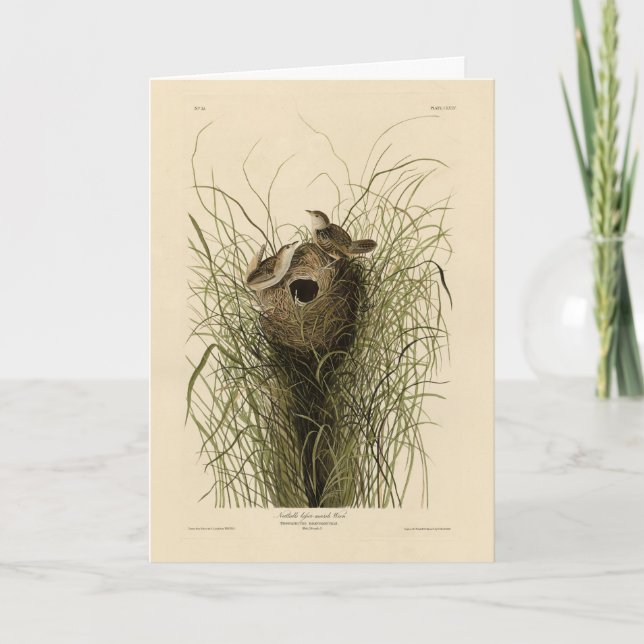 Sedge Wren från Audubon's Birds of America Kort (Framsida)