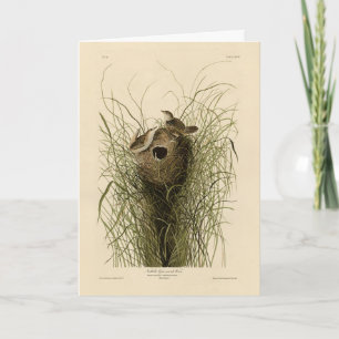 Sedge Wren från Audubon's Birds of America Kort