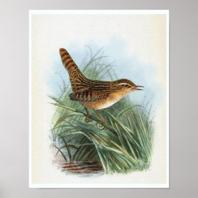 Sedge Wren Vintage Bird Illustration Poster (Framsidan)