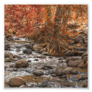 SEDONA ARIZONA SKOGSBRUKSFÖRRÄN FOTOTRYCK