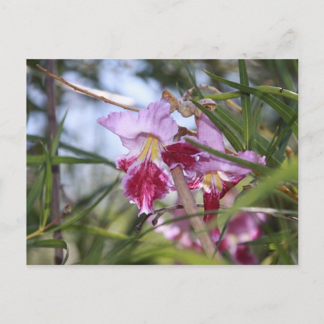 Sedona Blommor Vykort (Framsida)