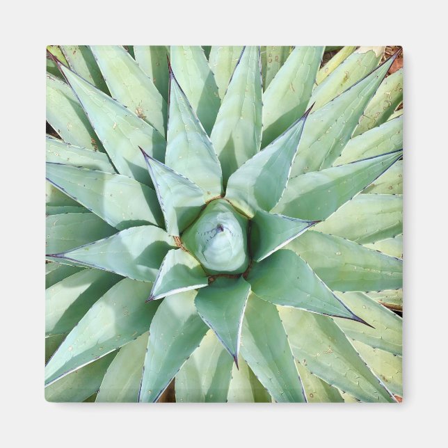 Sedona Grönt Agave Plant Magnet (Framsidan)