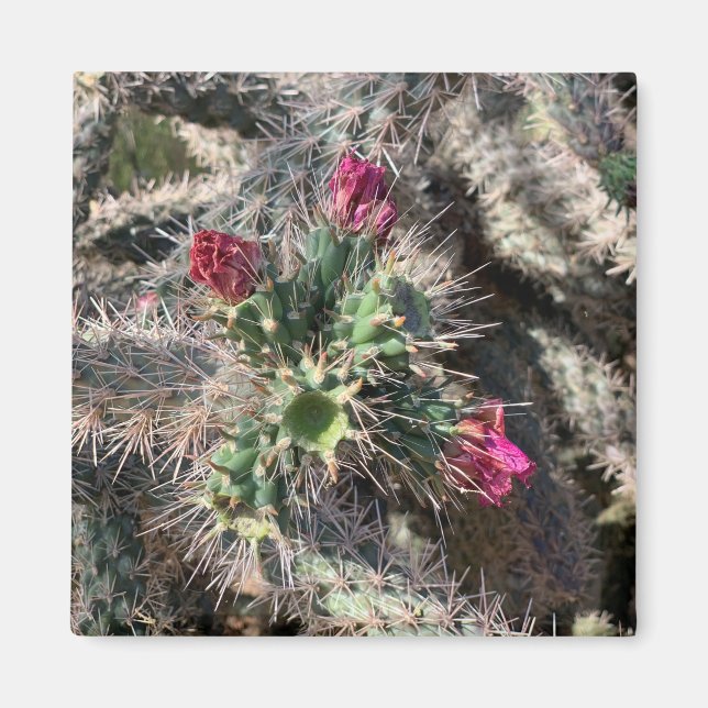 Sedona Rosa Cactus Bloom Desert Magnet (Framsidan)