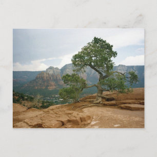 Sedona-träd Vykort